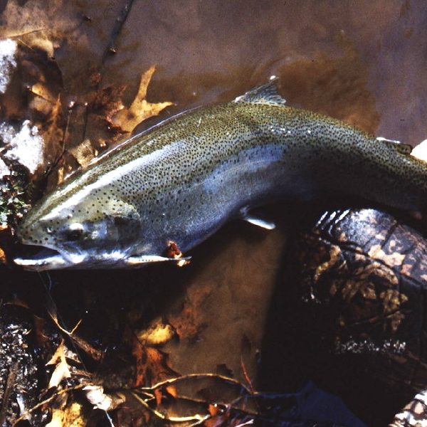 Walleye Fishing St. Lawrence River, NY Tips & Techniques