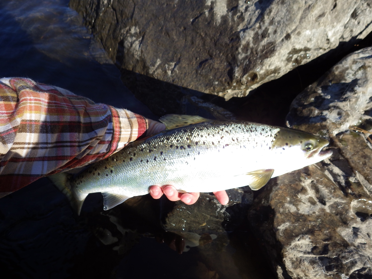 Freshwater Salmon Chinook, Coho, Pink, Landlocked Atlantic