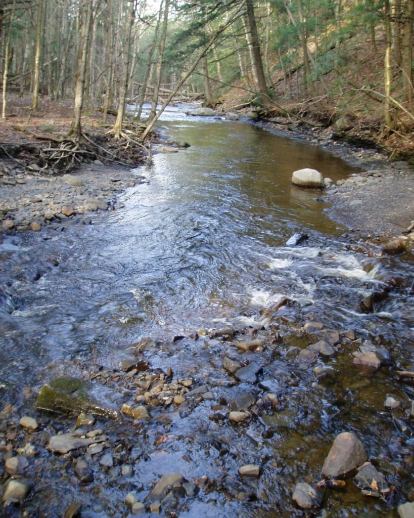 Brook Trout In NYS Appearance, Habitat, Spawning, Tips