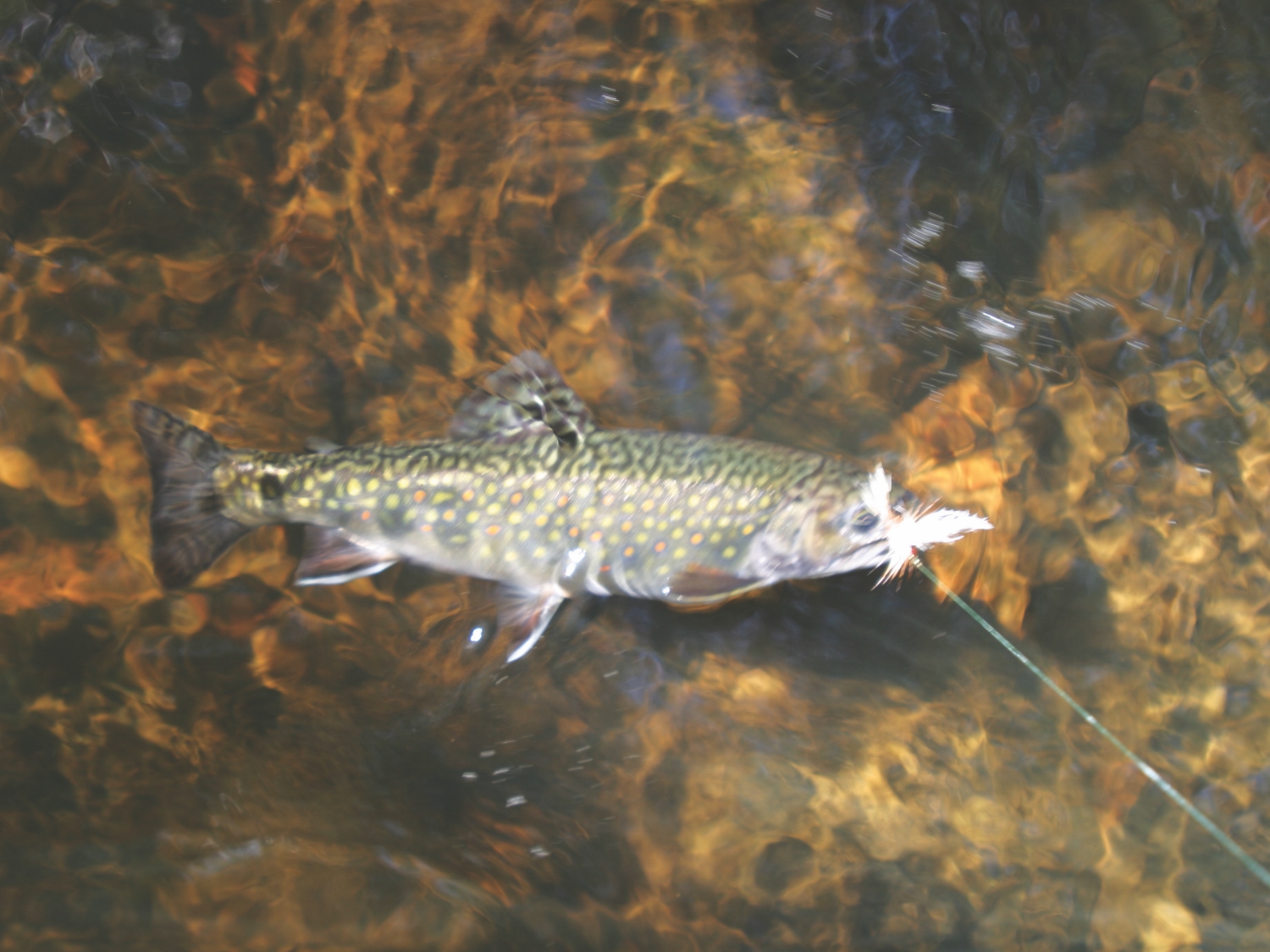 Brook Trout In NYS Appearance, Habitat, Spawning, Tips