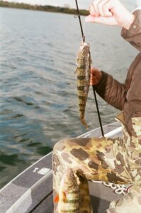 Brewer, Seneca perch 2