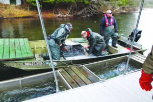 DEC Fish Stocking