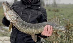 A large male Northern pike close up, showcasing its dark green body and ferocious teeth