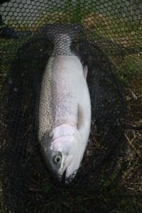 A large rainbow trout lying in a fishing net. 