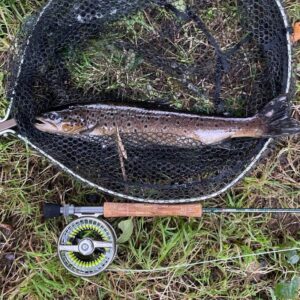 A brown trout sitting in a fishing net alongside a fly rod. 