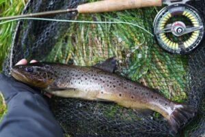A brown trout sitting in a fishing net beside a fly rod. 