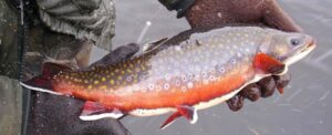 A close-up photo of a large brook trout.