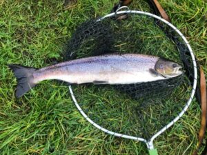 A large hen atlantic salmon sitting in a fly fishing net.