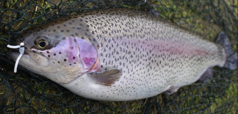 A close-up image of a large rainbow trout. 