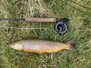 A large brown trout lying beside a fly fishing rod.