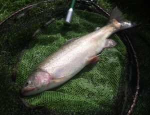 An average-sized rainbow trout sitting in a fishing net. 