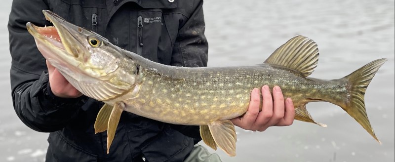 A close-up photo fo a small northern pike.