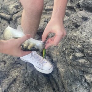 A small striper caught with a yellow and green lure.