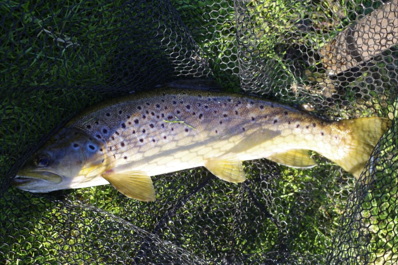 A side profile of a large brown trout lying in a fishing net.