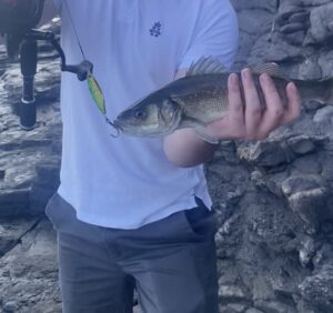 A small stripper caught on a lure while fishing on rocks.