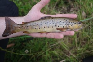  A close-up photo of a small brown trout.