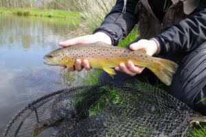 A close up side profile of a small brown trout.