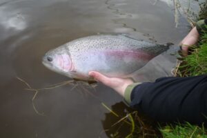A large steelhead being recovered in the water after a long fight. 