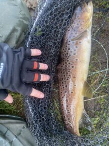 A side profile of a large brown trout. 