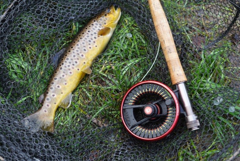 A close up photo of a brown trout lying in a net beside a fly rod.