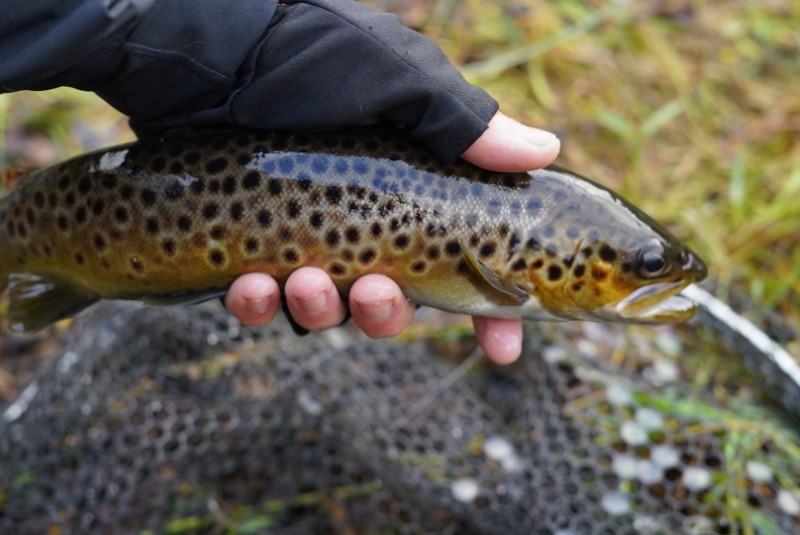 A hand holds a small brown trout. 