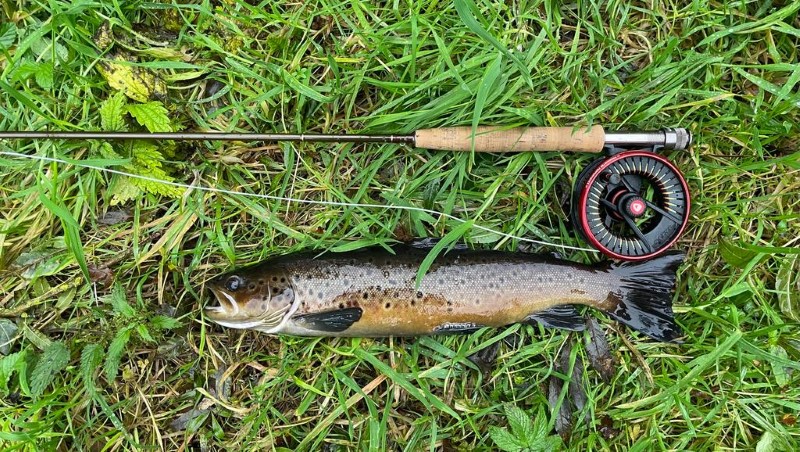A brown trout lying in the grass alongside a fly rod and reel. 