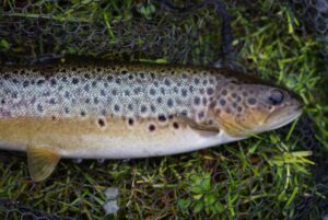 A close-up photo fo a brown trout. 