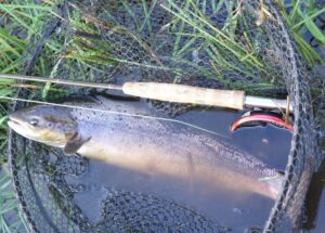 A hen atlantic salmon sitting in a fishing net beside a fly rod.