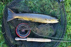 A brown trout lies on a fishing net beside a fly fishing rod.