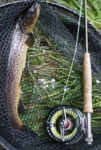 A brown trout lying in a fishing net beside a fly rod.