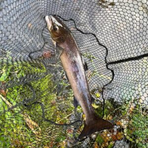 An atlantic salmon suspended in a fishing net. 