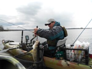 A walleye landed from a kayak being hoisted from the net using boga grips. 