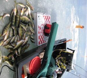A large pile of yellow perch on the ice beside a pizza box.