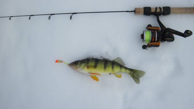A perch lying in the snow with a float beside it.