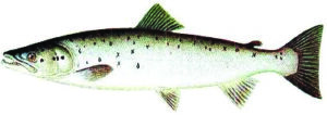 A graphic of a landlocked atlantic salmon.