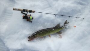 A small pickerel sitting in the snow beside a float fishing setup. 