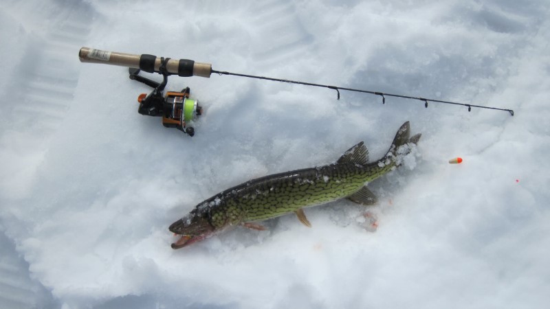 A pickerel lying beside an ice fishing rod in the snow, which was caught using float fishing methods.