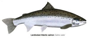  Landlocked atlantic salmon graphic image. 