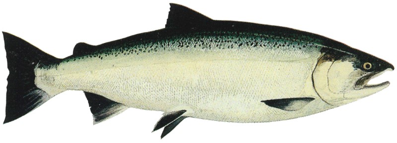 A graphic of a coho salmon. 