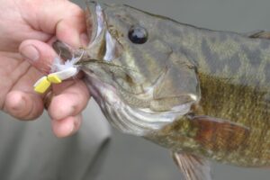 A close up of a smallmouth bass with a float fly in it's mouth. 
