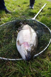 A steelhead sits inside of a fishing net. 