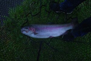 A steelhead inside of a fishing net. 