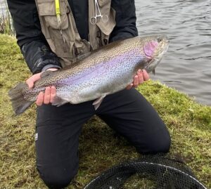 A side profile of a large steelhead. 