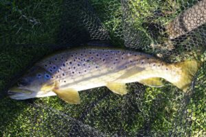 A large brown trout lying in a fishing net. 