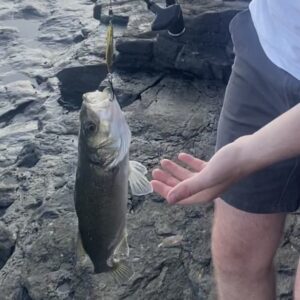 A striped bass caught on a lure. 