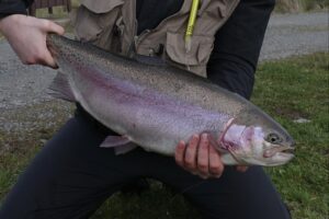 A large steelhead caught on the fly. 