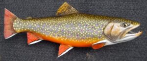 A model of a brook trout. 