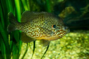 A close-up of a sunfish, a natural source of food for the white perch. 