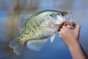A crappie being returned to the water. 