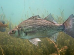 A side profile of a white perch jigging. 